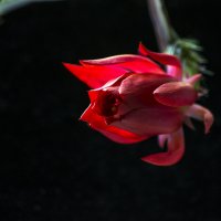цветок  кактуса :: Гриша  6х9 или 9х12