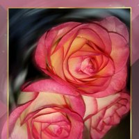 Розы розового цвета , цвета утренней зари :: tatyana 