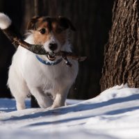 Песик с палочкой. :: Владимир Безбородов