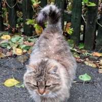 Приходящий чужой котик :: Наталья 