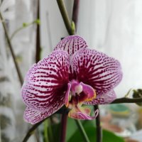 Орхидея :: Надежда 