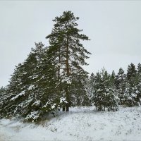 Проба зимы :: Сеня Белгородский