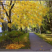 Солнечная осень. :: Александр Дмитриев