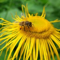 Пчела на цветке :: Nina Yudicheva