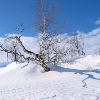 Старая  береза в белой тональности! :: Владимир 