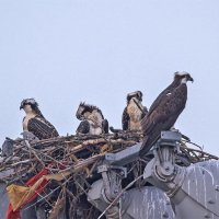 Скопа в "домашней" обстановке :: Petr @+