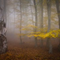В лесной тишине :: Анатолий Гордиенко
