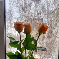 Розы , а за окном Зима пришла . :: Мила Бовкун