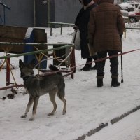 Серая собачка гуляет на поводке в городе Кургане во дворе :: Комаровская Валерия  Леонардовна 