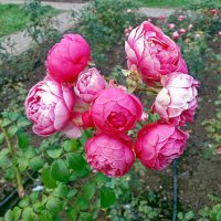 Розы "Помпанелла" :: Galina Solovova