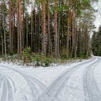 На развилке лесных дорог (репортаж из поездок по области) :: Милешкин Владимир Алексеевич 