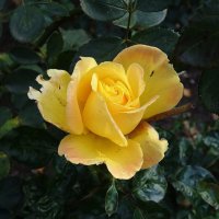 Цветы в ноябре - Роза :: Рита Симонова