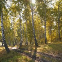 Осень в лесу :: Василий Данило