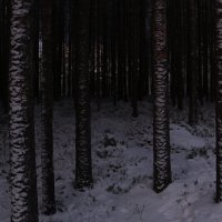 Сумрачный лес :: Ольга 