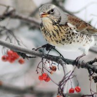 Дрозд рябинник. :: Восковых Анна Васильевна 