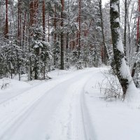 Зимний лес :: Милешкин Владимир Алексеевич 