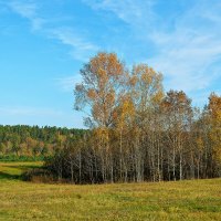 Золотая осень, полоска леса :: Дмитрий Конев