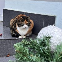 В городе котов и кошек. :: Валерия Комова