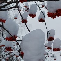 шапки снега :: Валентина 