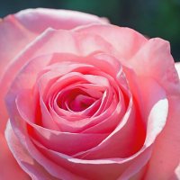 розовая классика (*розы) :: Stanislav Zanegin