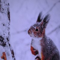 Бедная белочка :: Людмила Смородинская