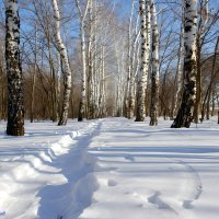 Прогулки в березняке для поиска чаги.. :: Андрей Заломленков