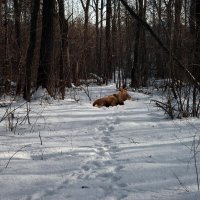 Зимний лес полон неожиданностей... :: Андрей Заломленков