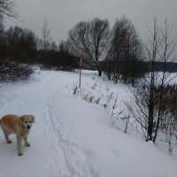 О братьях наших меньших :: Андрей Лукьянов