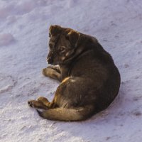 Зима, зимой, а службу несем. :: Петр Беляков