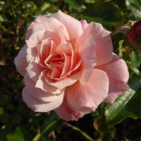 Сентябрьская роза :: Лидия Бусурина