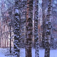 В лесу :: Людмила Смородинская