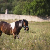 На выгуле :: Светлана Тихонина