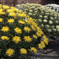 Выставка хризантем в Японии :: wea *