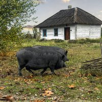 Толстушки. :: Анна Пугач