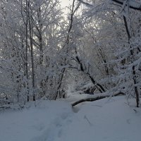 Лес в зимних сумерках :: Ольга 