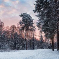 Морозный закат в сосновом бору :: Елена Соколова