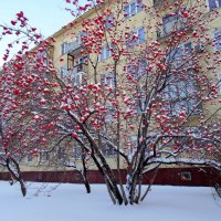 Рябина шапочки надела . :: Мила Бовкун