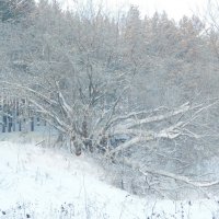 Деревья в серебре :: Владимир Кириченко