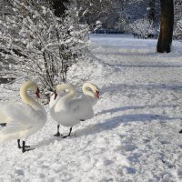 Лебеди в заснеженном парке :: Рита Симонова