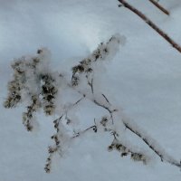 Снегом засыпало :: Вера Щукина