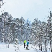 В заснеженном лесу на лыжах! :: Владимир 