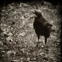 Черный птиц :: Роман Савоцкий