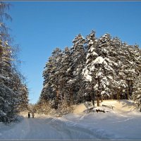 Снежный лес :: Любовь Зинченко 