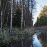 В весеннем лесу :: Валерий Вождаев