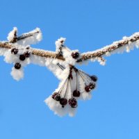 Ожерелье от зимы. :: nadyasilyuk Вознюк