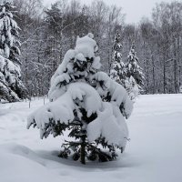 В городском парке. :: Милешкин Владимир Алексеевич 