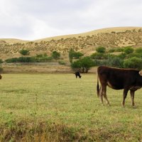 Дагестанские коровы около бархана :: Наталия Григорьева