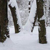 Лесная "геометрия " :: Милешкин Владимир Алексеевич 