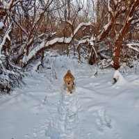 Зимними тропинками! :: Елена Хайдукова  ( Elena Fly )