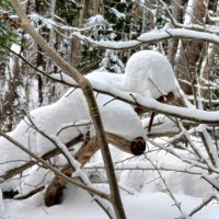 запутался в кустах :: Владимир 